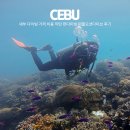 퍼플 | 세부 다이빙 가격 비용 막탄 펀다이빙 퍼플오션다이브 후기