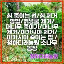 다래농장 | 칡넝쿨 제거/대나무 죽이기/대나무 제거/아카시아 제거/아카시아 죽이는 법 /청하다래농원 소나무 농장