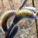 버들강아지 이미지