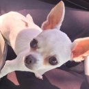 사랑플러스 동물병원 이미지