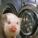 새로운세탁 이미지