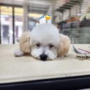 다이아몽 이미지