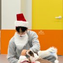 밤밤 애견유치원 이미지