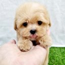 아이러브독 강아지분양 부천점 | 김포강아지분양, 아이러브독 부천점에서 건강한 새 가족을 맞이하는 방법은 없을까