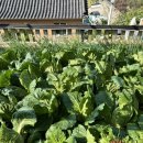 강화도 해뜨는집 이미지