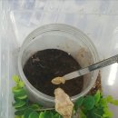 갈마치로 이미지