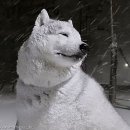 은행나무종합동물병원 이미지