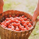 베리 농장 다섯 곳을 소개 이미지