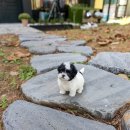 [라온이 이야기] 9개월 우리 아가, 슬개골 탈구 3기 수술 후기 🐾