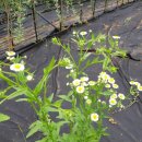 맹씨네 농장 이미지