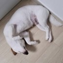 블루샥커피세종