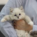 수원고양이전문분양 아임캣 (I'M CAT) | 알러지없는 고양이 네바마스커레이드 분양을 알아보고 있다면?? 묻지도 따지지도 말고 무조건 아임캣으로!!