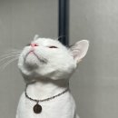 메모리펫살롱 이미지