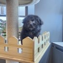 도그마루 강아지고양이 평택점 이미지