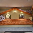 청춘 고양이 카페 이미지