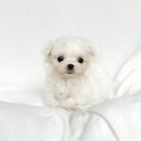 코코독(cocodog) 이미지