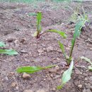 작은나무숲 이미지