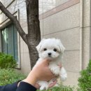 엘린퍼피