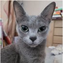 드림24동물병원 | 청주테크노폴리스 24시간 동물병원 방문 후기