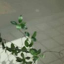 데이유니네일