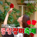 커피꽃향기 | [공지] 꽃향기 가득한, 중랑 서울장미축제 후기🌹