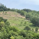 평창 | 산너미목장 육십마지기 캠핑장 후기 흑염소