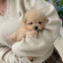 글로리퍼피 이미지