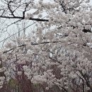 강변 | [여의도벚꽃축제] 여의서로(구 윤중로)와 국회 강변서재 방문 후기 🌸2026.4.1.