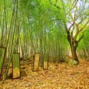 말하는은행나무 이미지