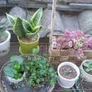 호야네 다육이 이미지