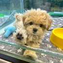 빅토리아펫 강아지고양이 잠실점 이미지