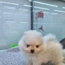 유어펫 강아지분양 고양이분양 본점 이미지