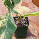 플로리다정원 이미지