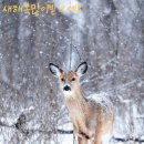 인복 이미지