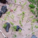 황금소나무 이미지