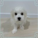 애견천국 이미지