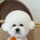 반려동물미용실 언니네 이미지