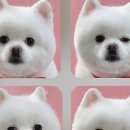 인생멍컷 이미지