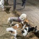 장자호수공원(반려견놀이터) 이미지