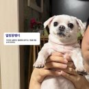 카리스마