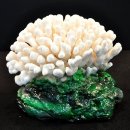 조개몽땅 이미지