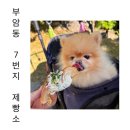 나나제빵소 | 강아지도 함께해요 쪽파소금빵맛집 부암동 7번지 제빵소