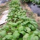 옥주농장 이미지