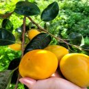 풍천대봉감농원 | 단감 진영단감 태추 감 부유 대봉 홍시 5kg 10kg 시골농원 구매 후기 및 추천