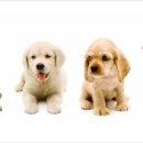 유앤동물의료원 이미지