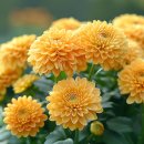 모리폴리 이미지