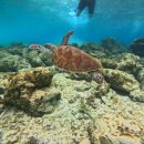 고하농장 | 필리핀 보홀 자유여행 3박 5일 여행일정 및 경비 패키지 총정리