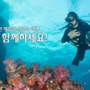 다이브플래닛 스쿠버 & 프리다이빙 네이버블로그