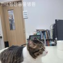 어정동물병원 이미지