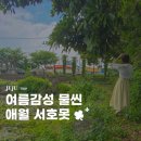 새못 | 제주 여름 가볼만한곳 애월 서호못 연잎 연꽃